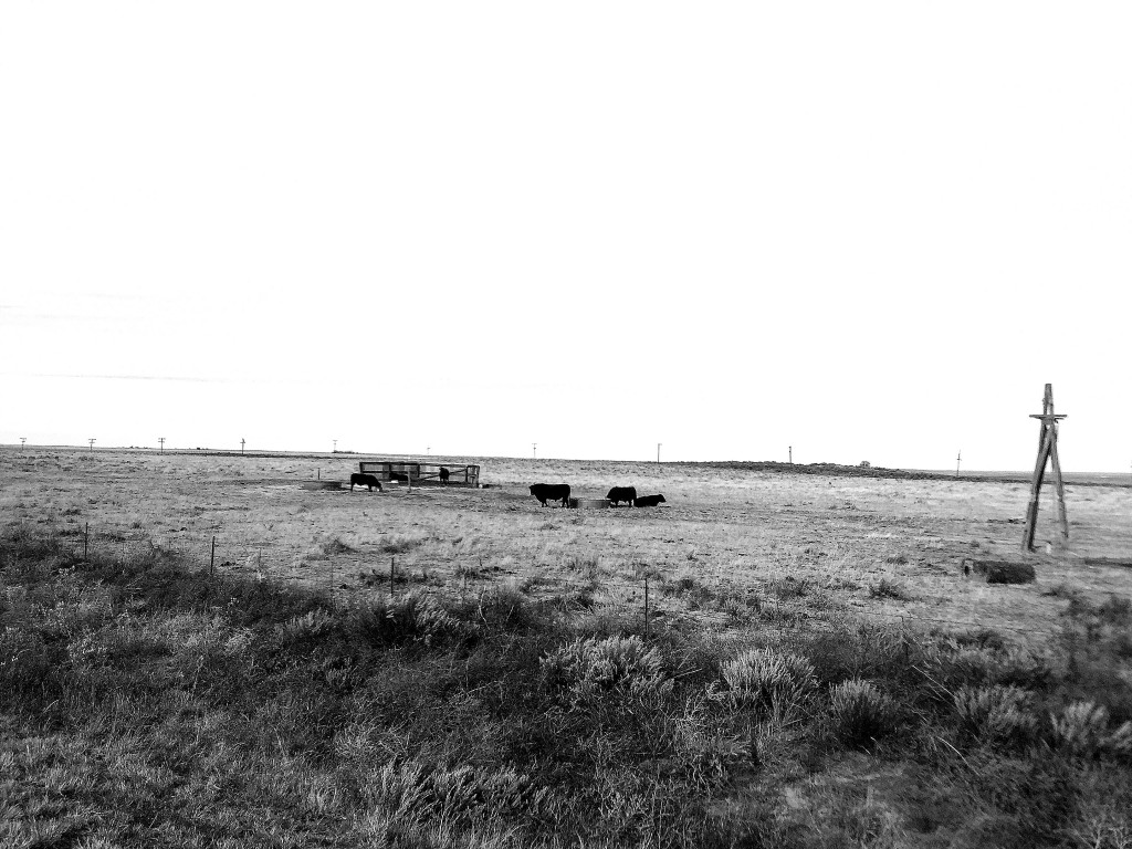 cows