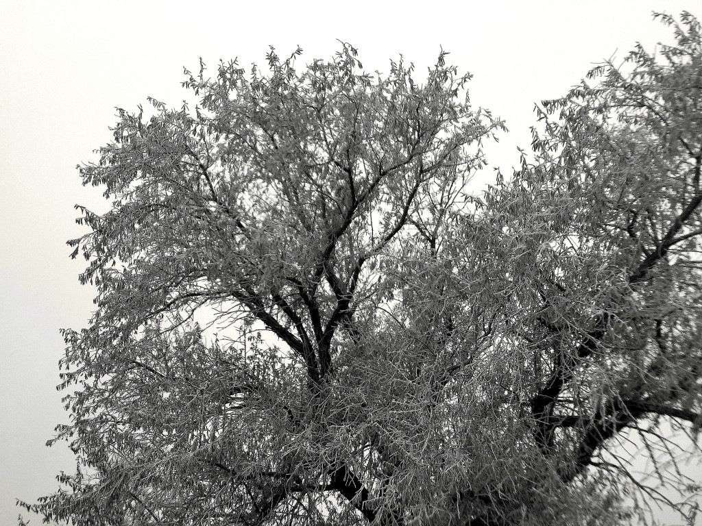 frozen frost